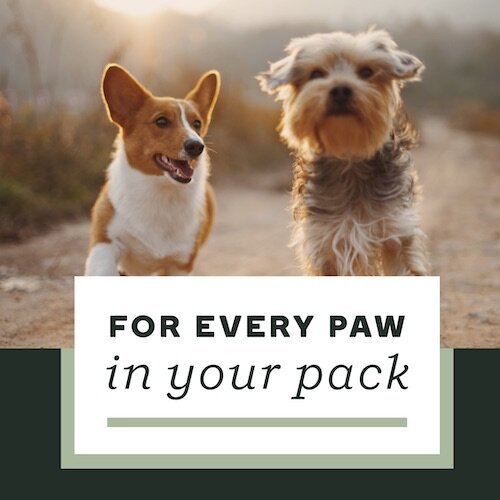 IG8317-EVERY PAW IN YOUR PACK DIGITAL GRAPHIC-SocialPage