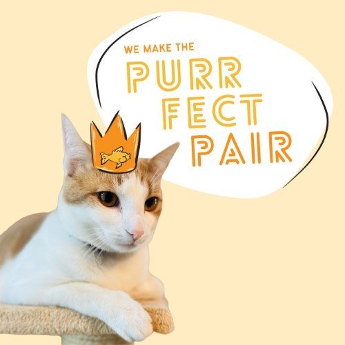 CAIG2968-FUR FEST PURR-FECT PAIR-Socialpage