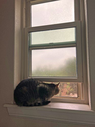 STOCK PHOTO CAT WINDOW-SocialPage