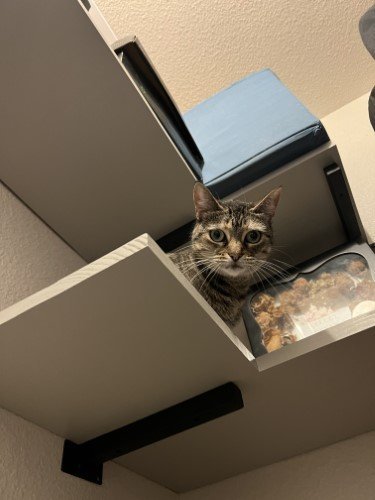 STOCK PHOTO CAT SHELF-SocialPage