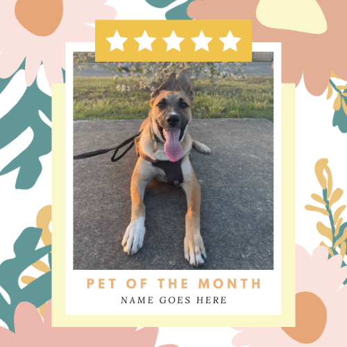 CAIG2972-Pastel Floral Pet of the Month.png