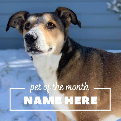 CAIG2975-Peace 2 Pet of the Month.png