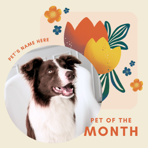 CAIG2979-Mod Spring 3 Pet of the Month.png