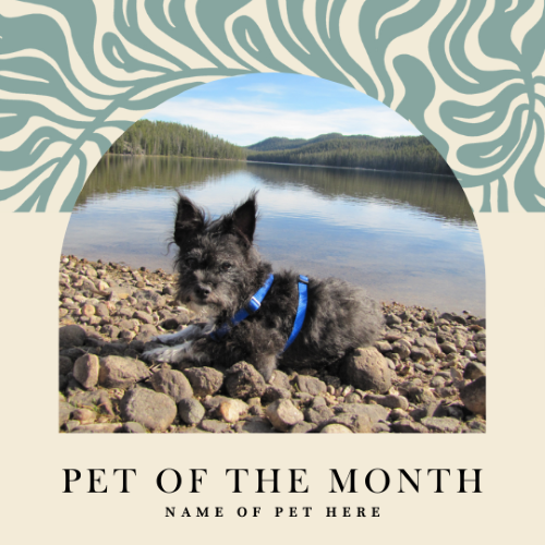CAIG2981-Mod Spring 5 Pet of the Month.png