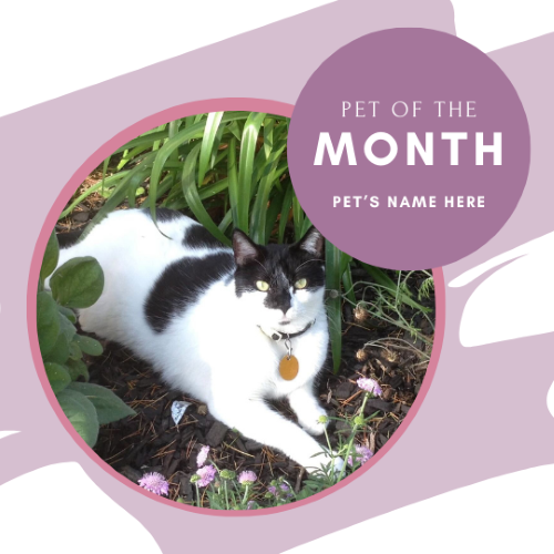 CAIG2988-Simple Purple Pet of the Month.png