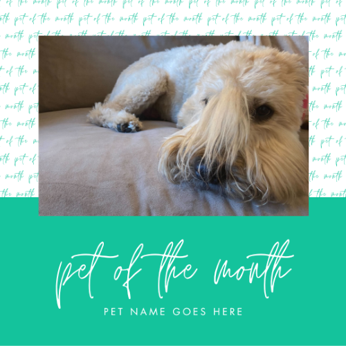 CAIG2992-Script Pattern 2 Pet of the Month.png