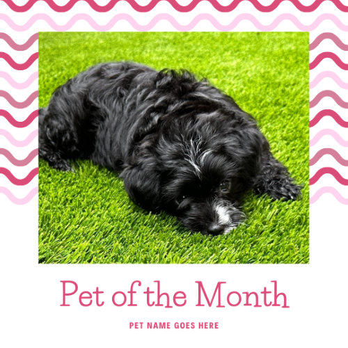 CAIG2995-Pink Lines Pet of the Month.png