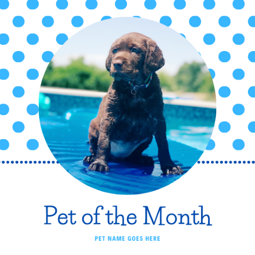 CAIG2997-Blue Spots Pet of the Month.png