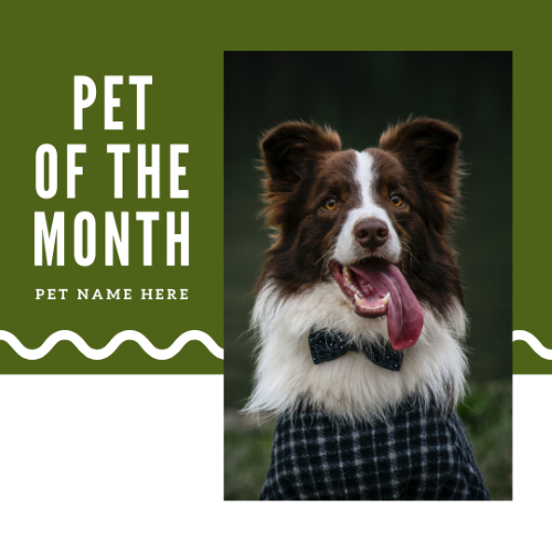 CAIG2999-Olive Green Block Pet of the Month.png