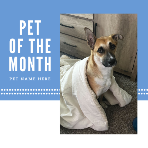 CAIG3000-Blue Block Pet of the Month.png