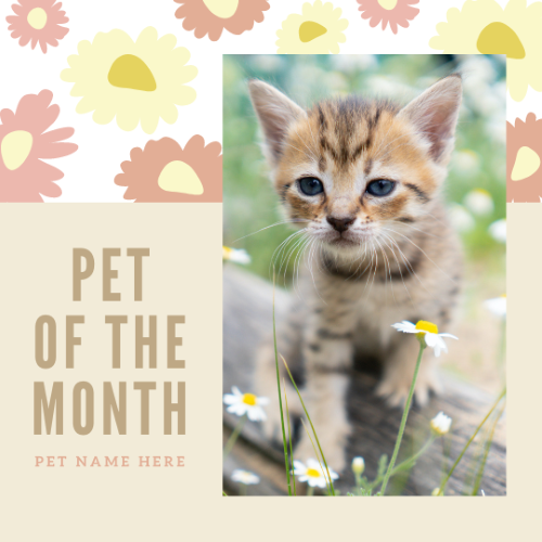CAIG3004-Abstract Sunflowers Pet of the Month.png