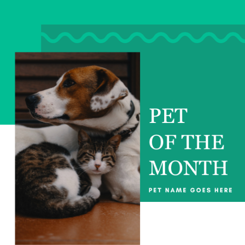 CAIG3007-Green Wavy Line Pet of the Month.png