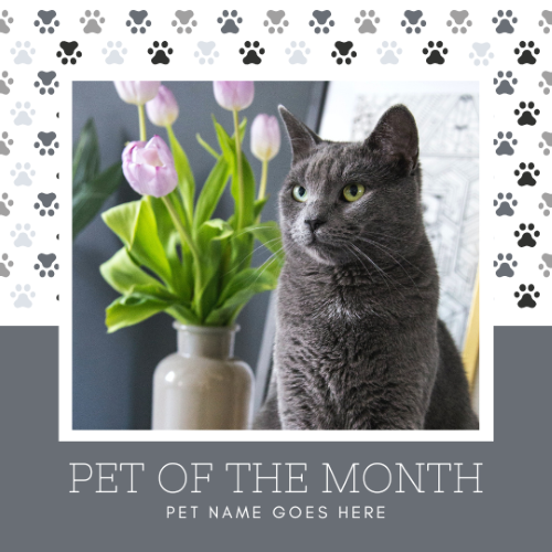CAIG3010-Grey Paw Prints Pet of the Month.png