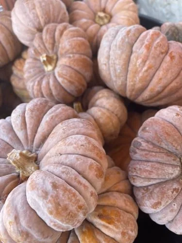 Stock Photo Pale Pumpkins.jpg