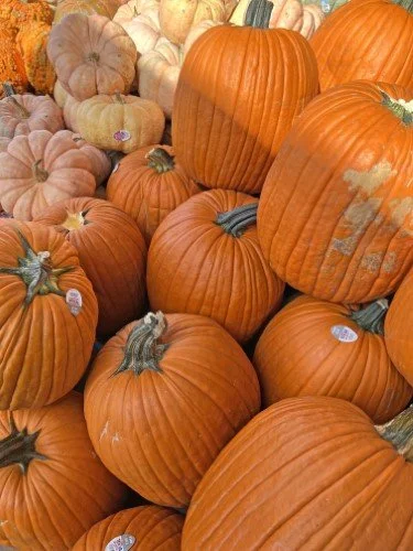 Stock Photo Pumpkins (4).jpeg