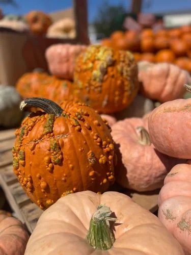 Stock Photo Small Pumpkins (1).jpg