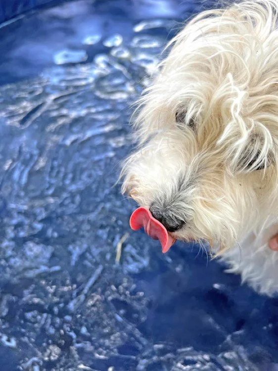 Dog Pool Party 2.jpeg