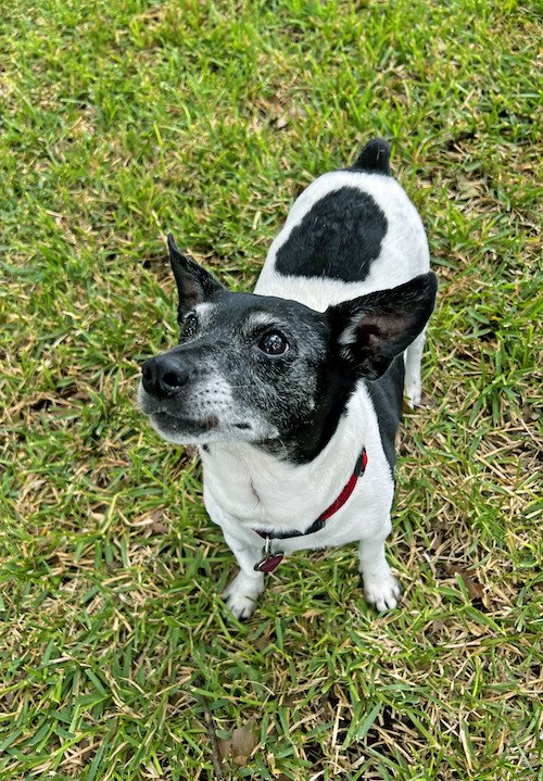 Small Dog Grass 3.jpeg