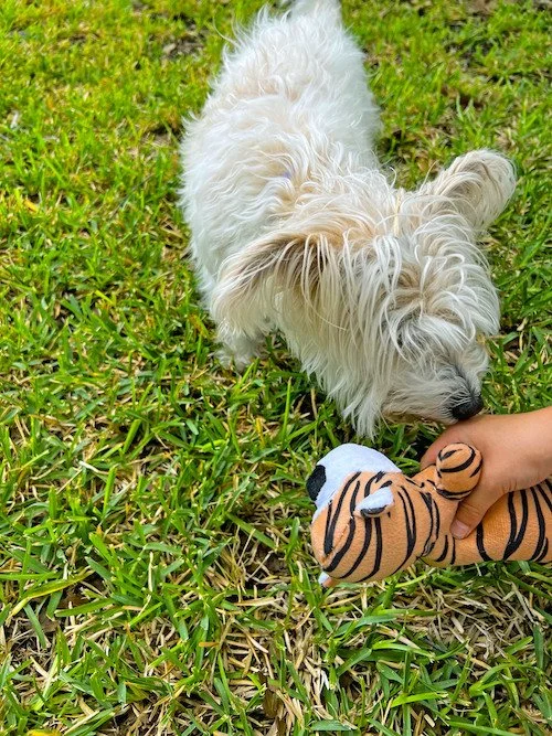 Small Dog with Toy.jpeg