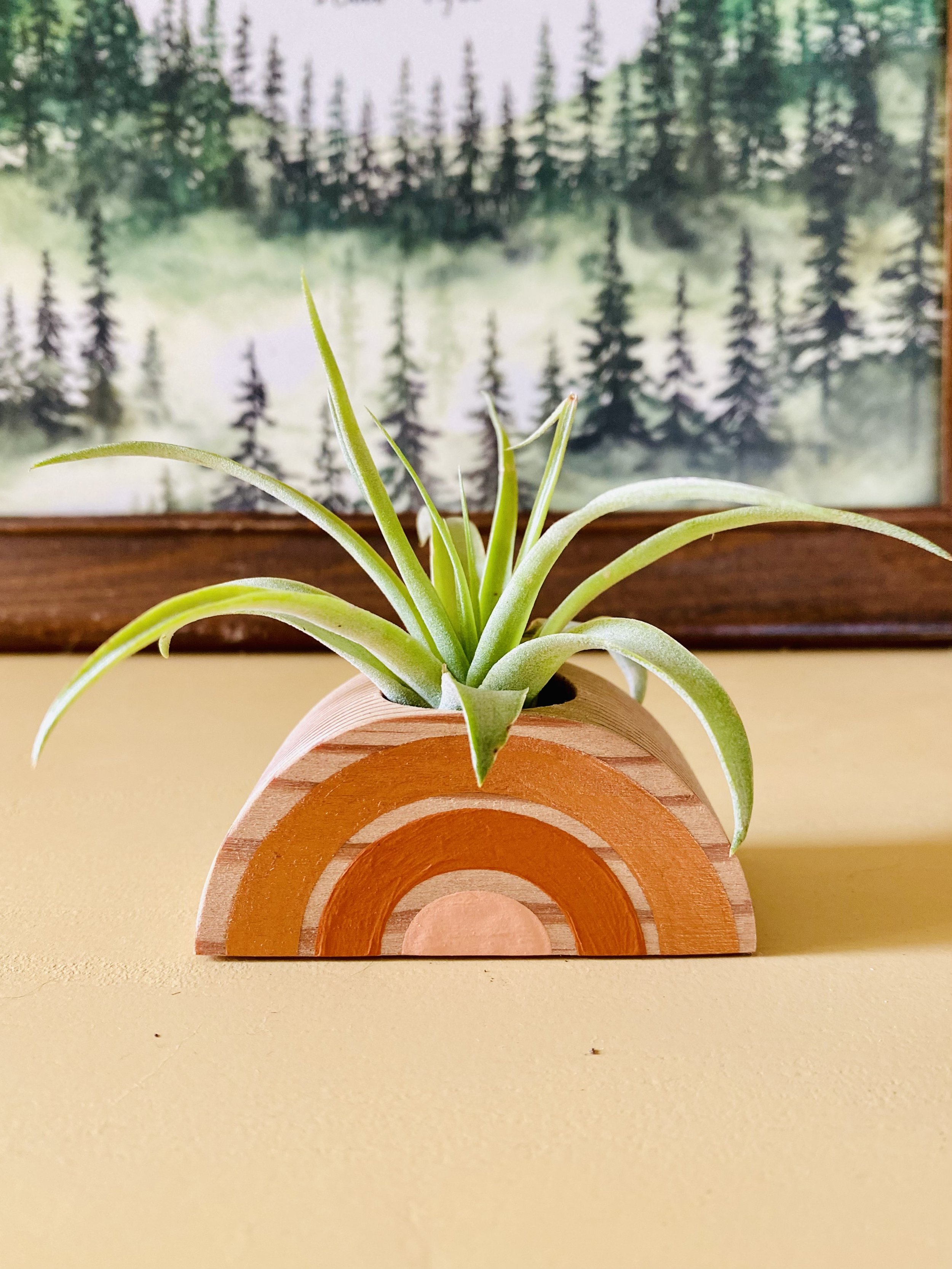 Stock_Photo_Air_Plant_%282%29.jpeg