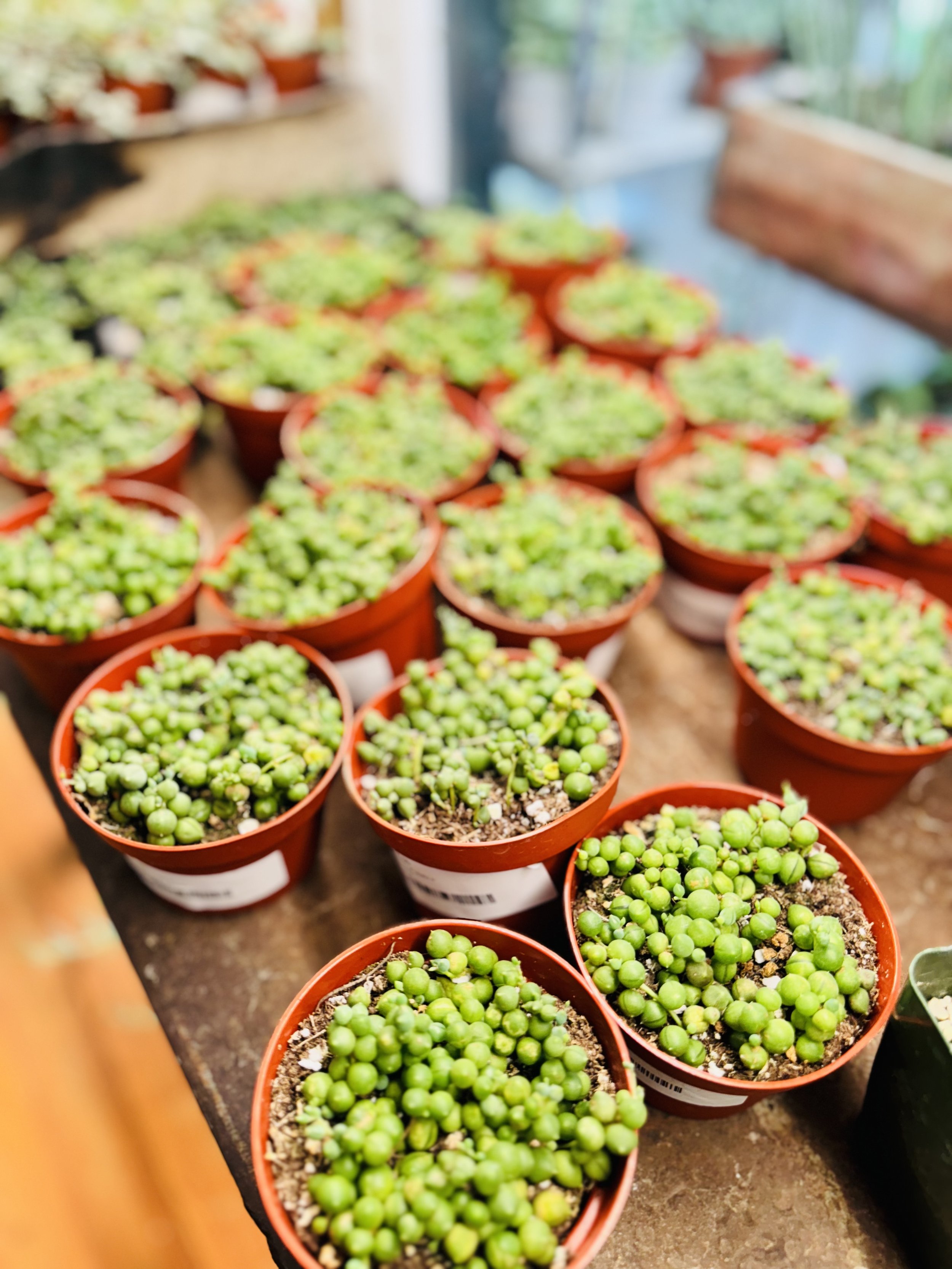 Stock Photo String of Pearls.jpeg