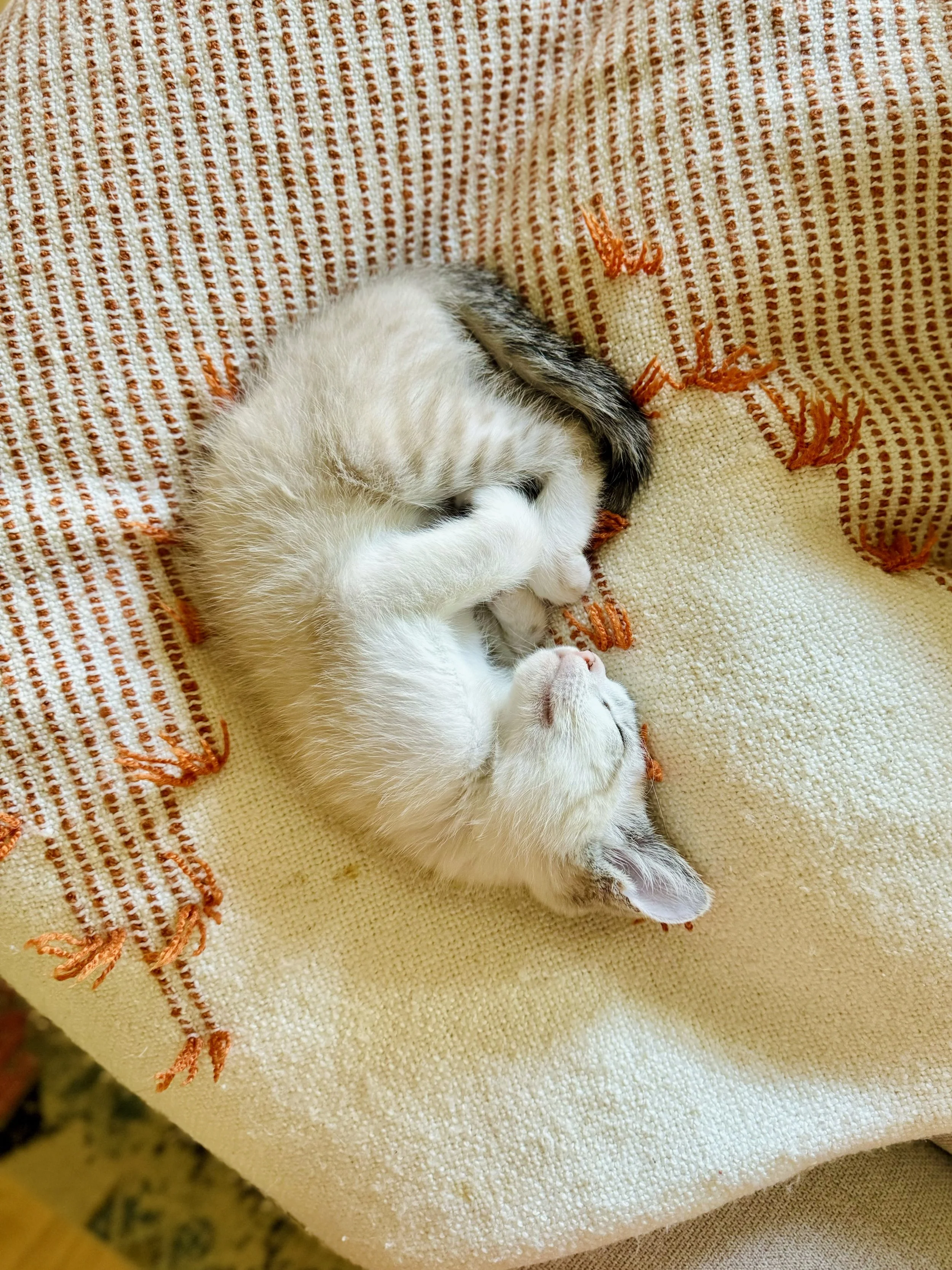 Stock Photo Sleeping Kitten.jpeg