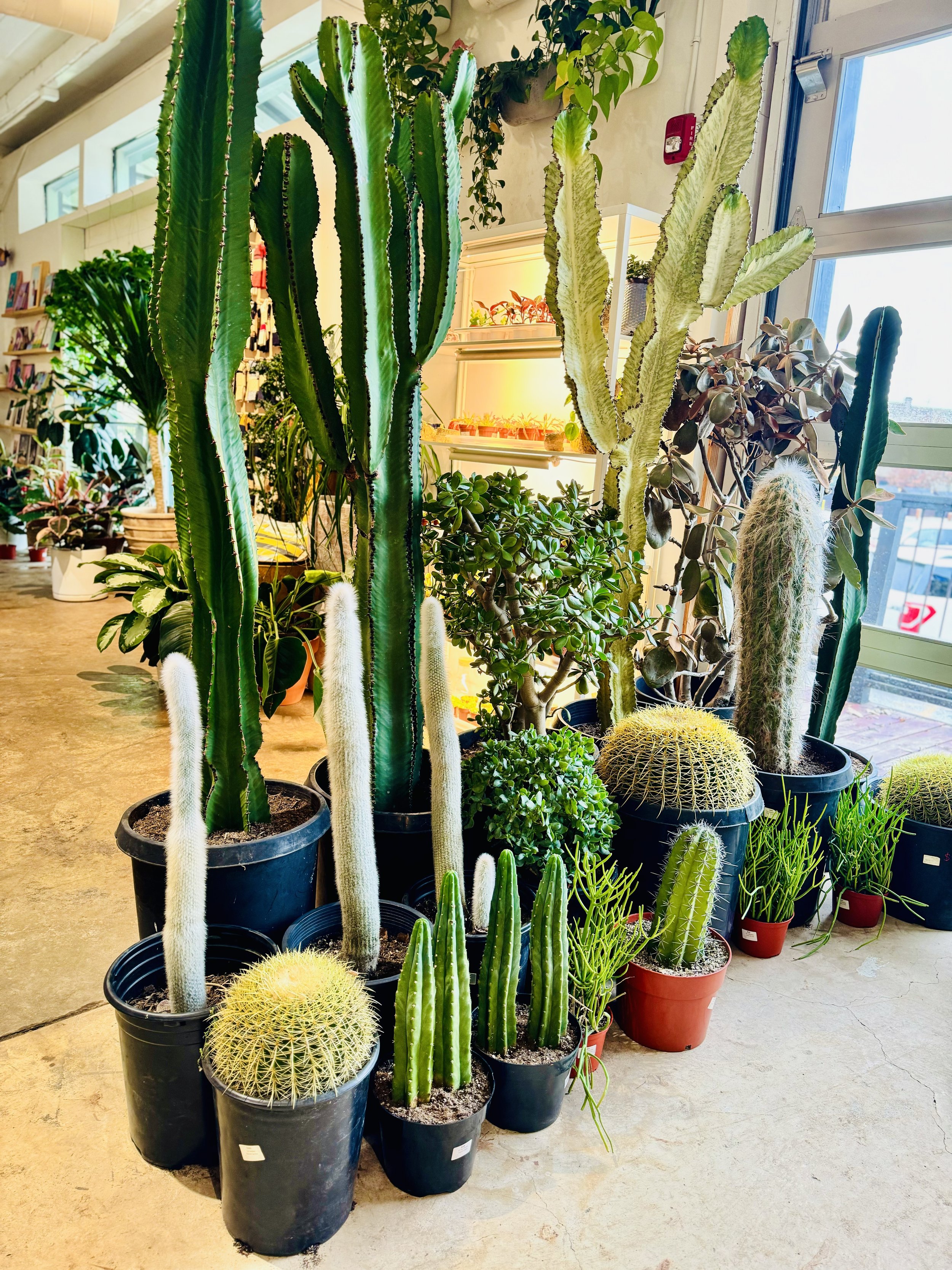 Stock Photo Tall Cacti Succulents.jpeg