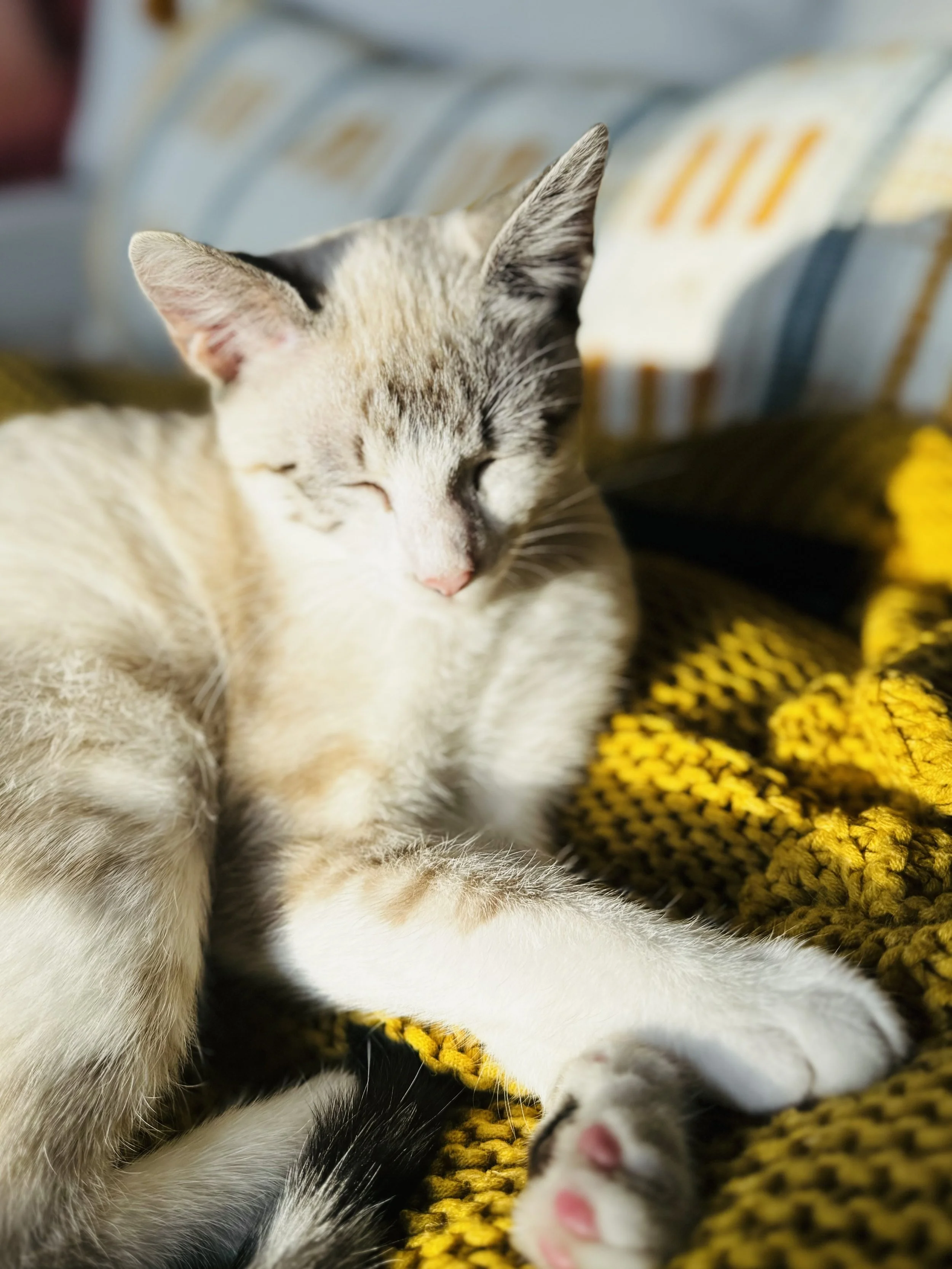Stock Photo Sunbathing Cat.jpeg