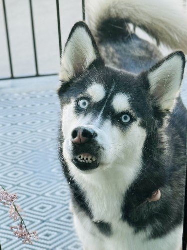 Stock Photo Dog Teeth