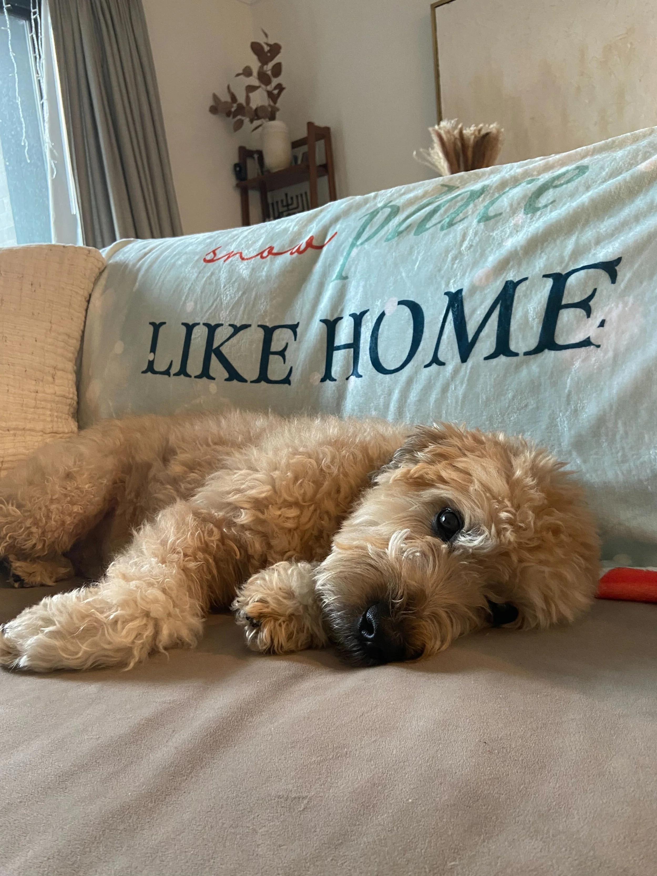 Stock_Photo_Snow_Home_Blanket_Dog_%284%29.jpg