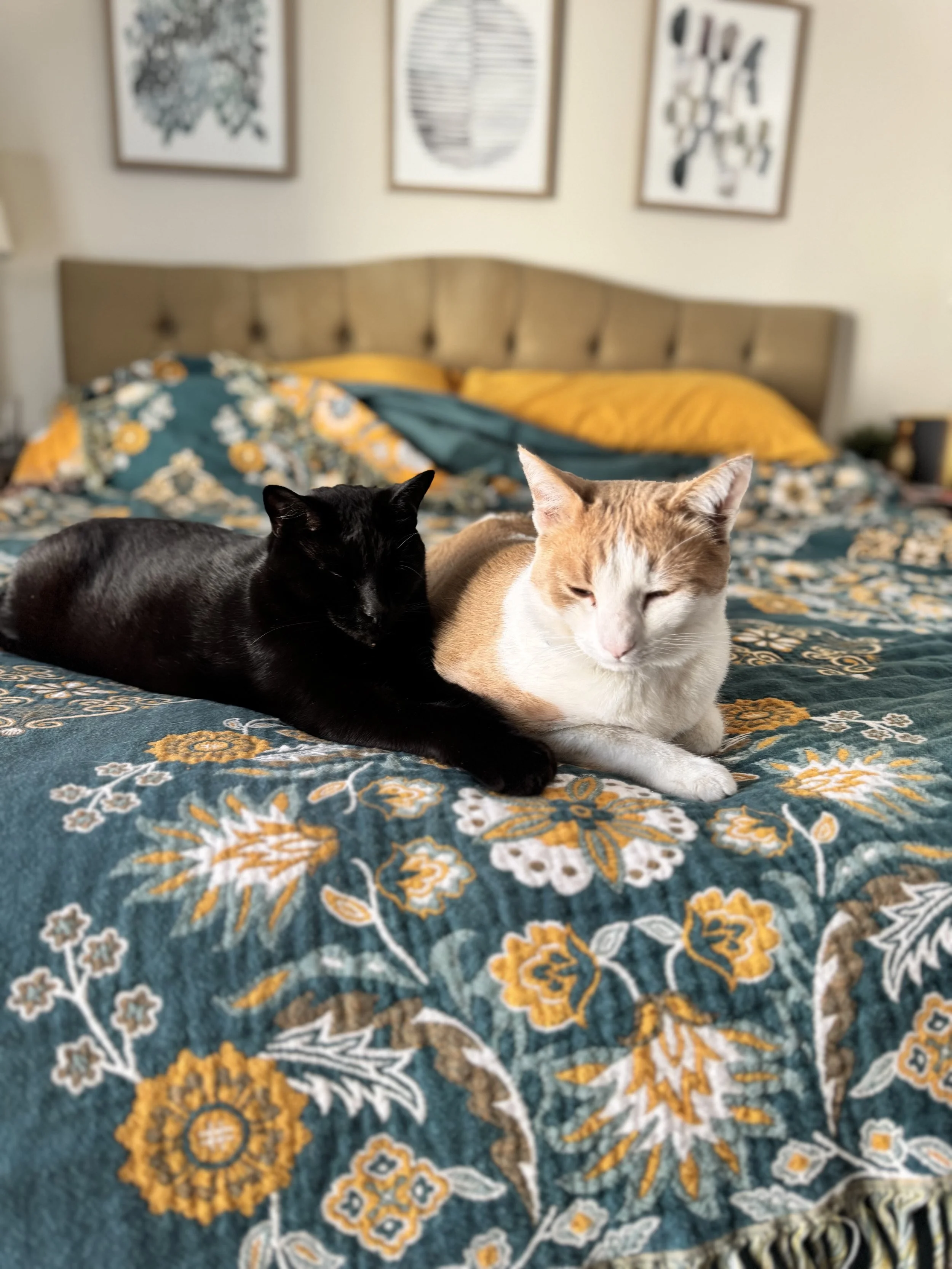 Stock Photo Cat Floral Blanket (2).jpeg