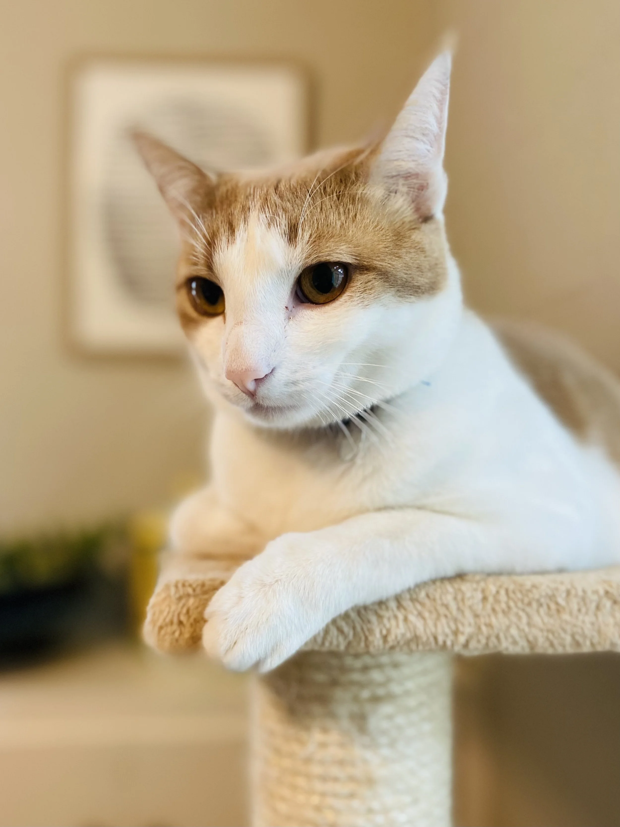 Stock Photo Cat Platform.jpg