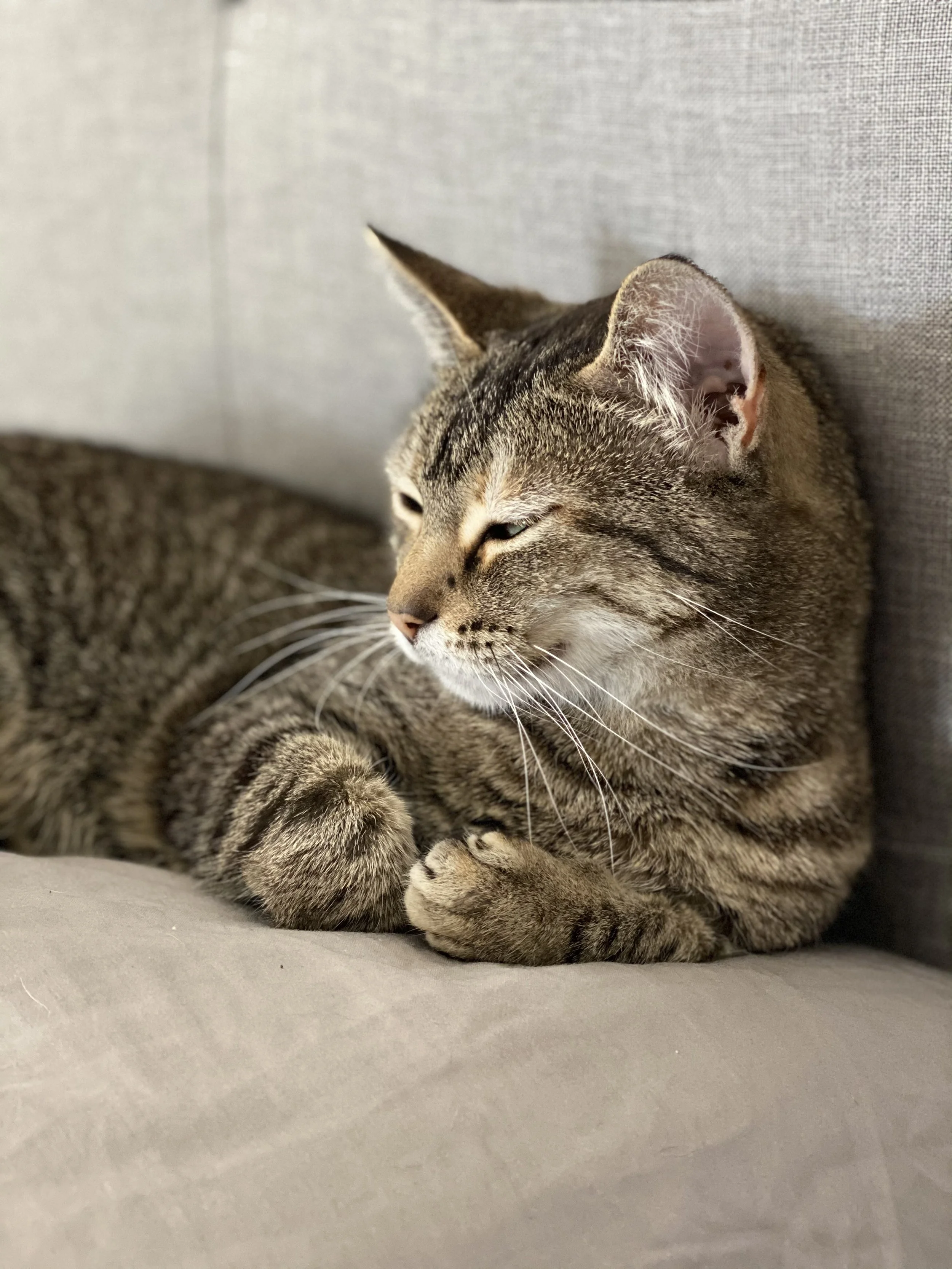 Stock Photo Cat Couch.jpeg