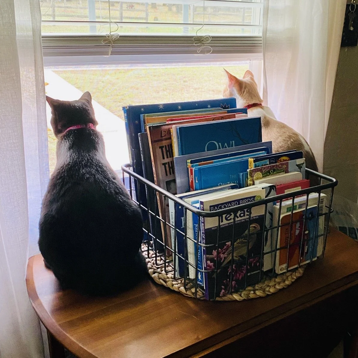 Stock Photo Cats awaiting arrival.JPG