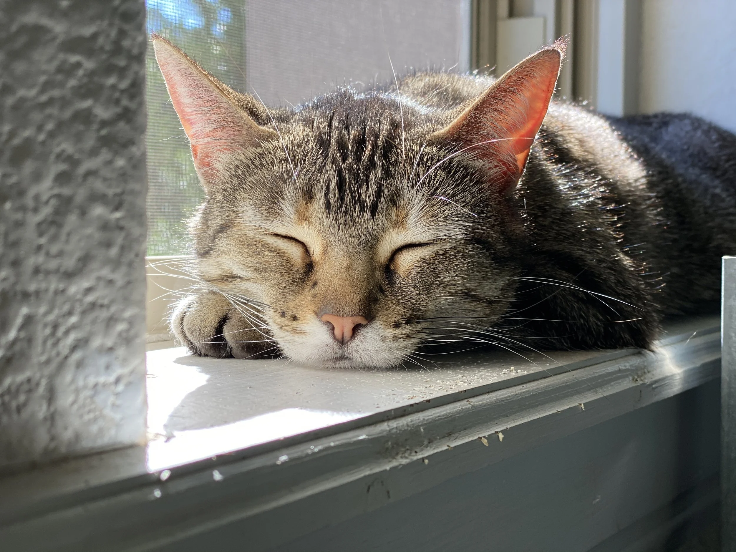 Stock Photo Cat Window.jpeg