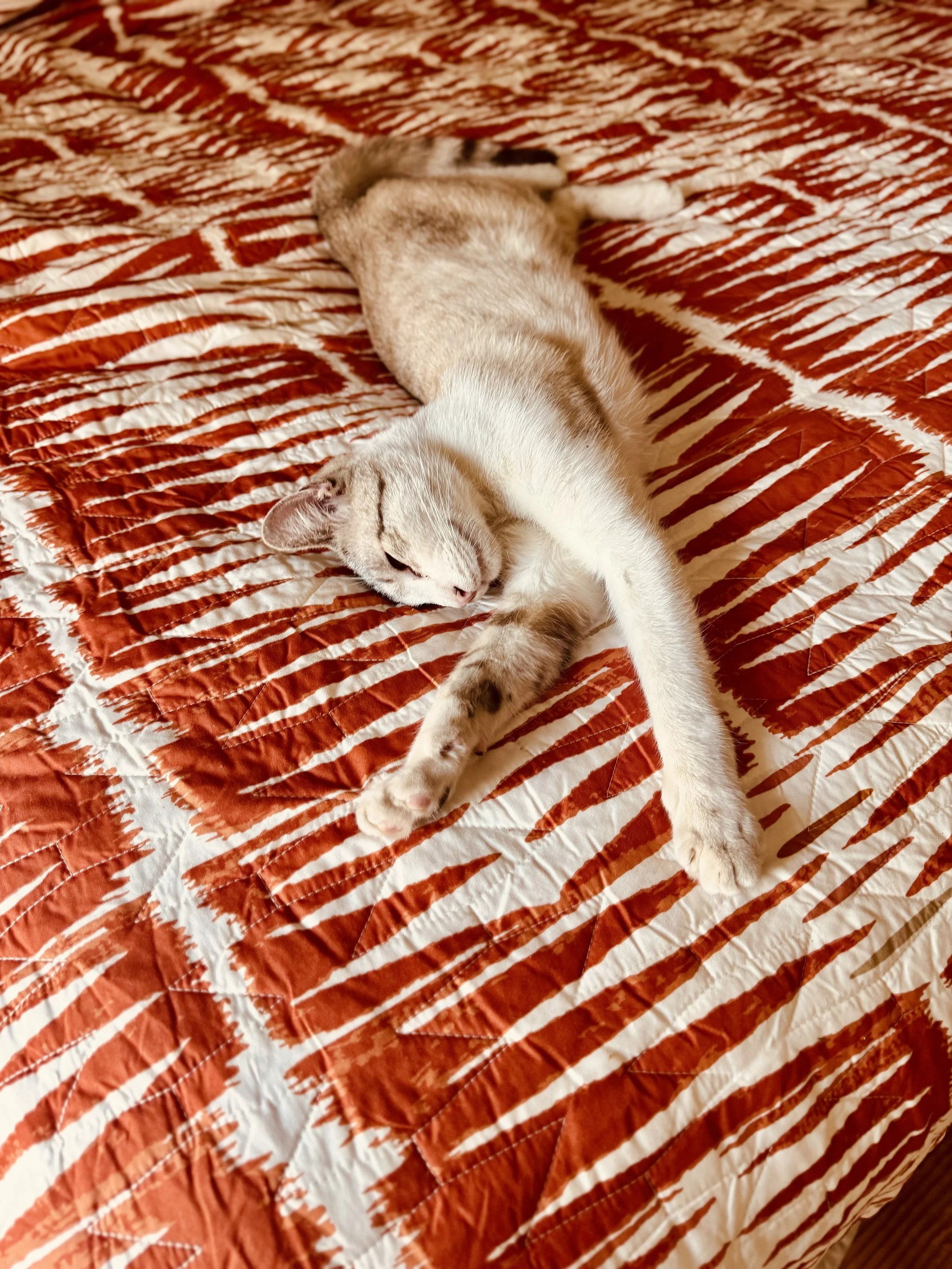 Stock Photo Stretch Cat.jpeg