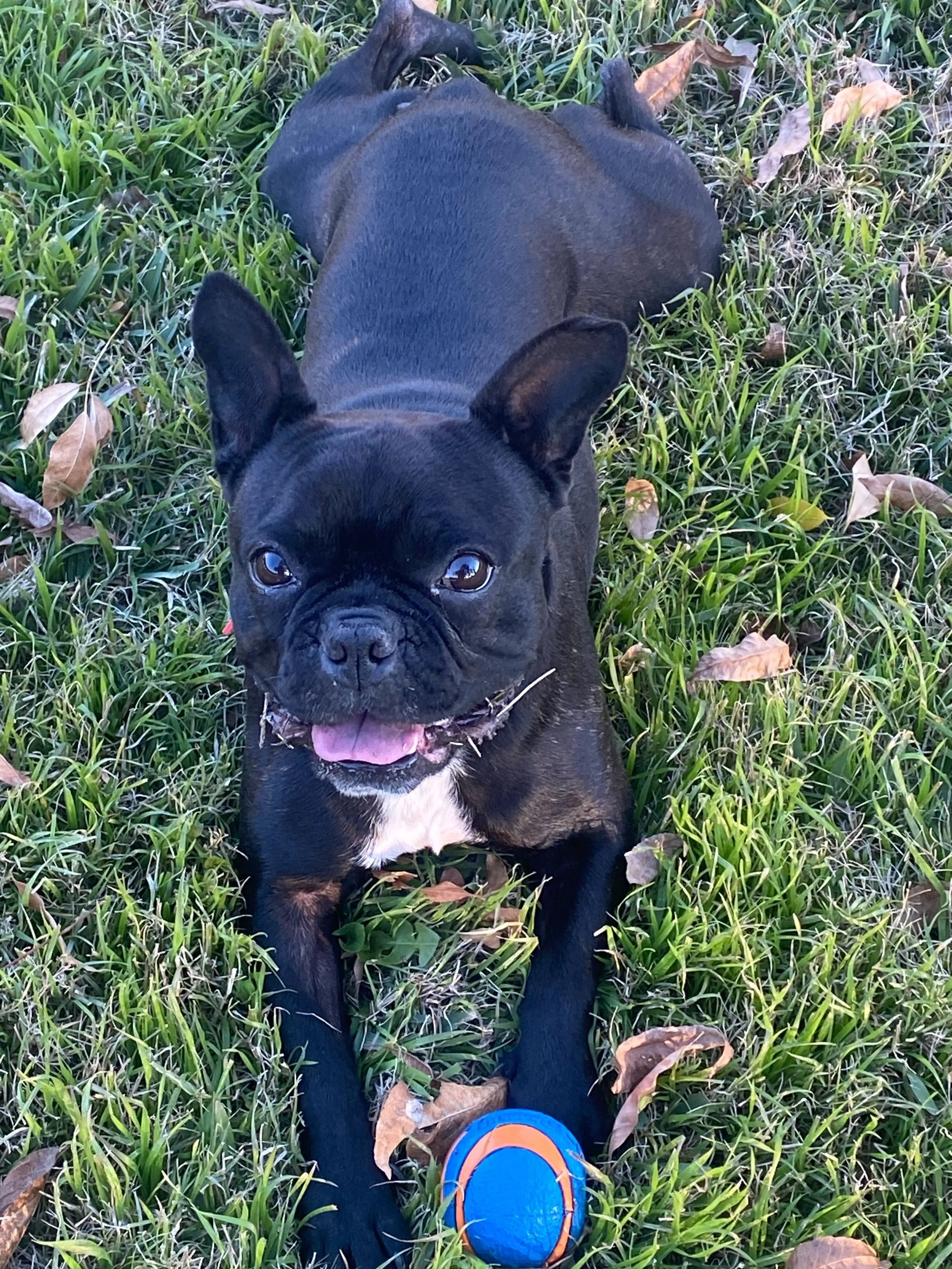 Stock Photo Pug Ball (1).jpg