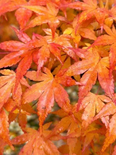 Stock+Photo+Orange+Maple+Leaves+(1).webp