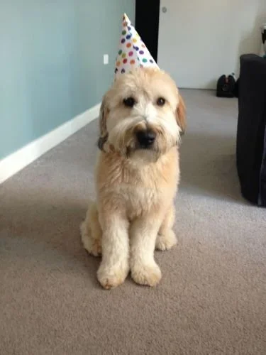 Stock+Photo+Party+Dog.webp
