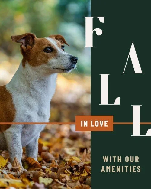 CAIG6128-Fall+Pet+Amenities.webp