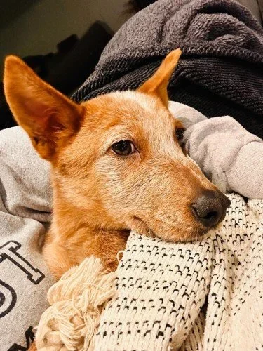 Stock+Photo+Cozy+Heeler.webp