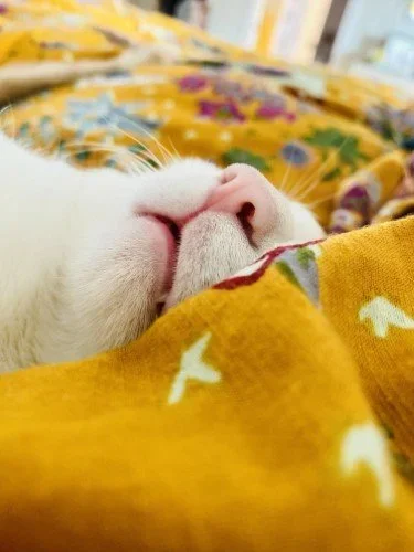 Stock+Photo+Cat+Nose.webp