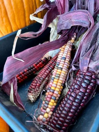 Stock+Photo+Purple+Corn.webp