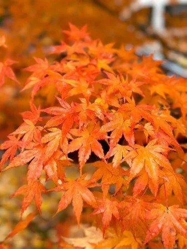 Stock+Photo+Orange+Maple+Leaves+(2).webp
