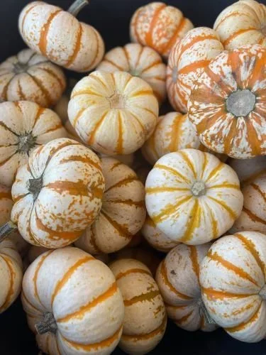 Stock+Photo+Striped+Pumpkins.webp