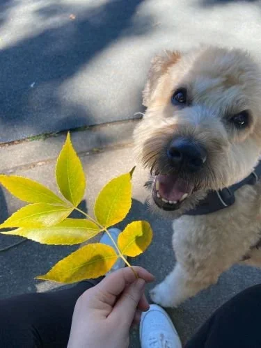 Stock+Photo+Yellow+Leaves+Dog.webp