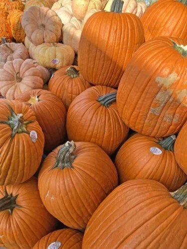 Stock+Photo+Pumpkins+(4).webp