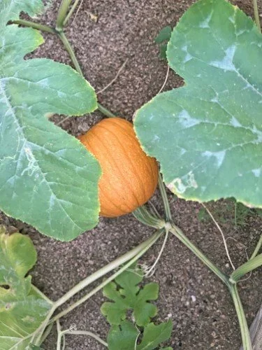 Stock+Photo+Pumpkin+Vine+(1).webp