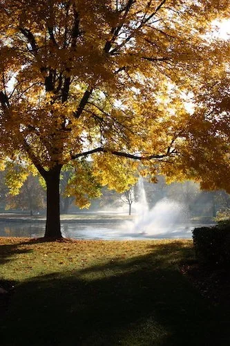 Stock+Photo+Fall+Tree+Fountain.webp