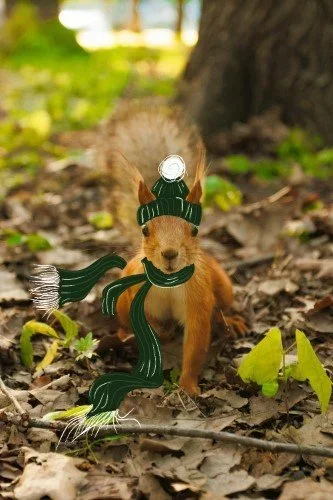Stock+Photo+Fall+Squirrel+Scarf.webp